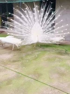 A post by @westriptimia45 on TikTok caption: The white peacock opens the screen#peacocklovers #peacock