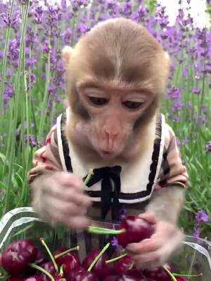 A post by @westriptimia45 on TikTok caption: #monkeyboy #monkeybaby