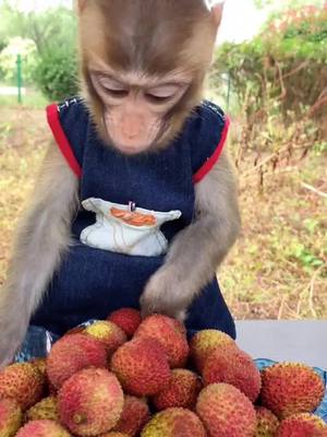 A post by @westriptimia45 on TikTok caption: #monkeyboy #monkeybaby #