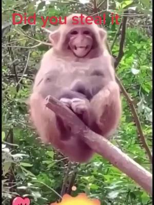 A post by @monkeyhaohai on TikTok caption: ##monkey#monkeys#catstagramies  ##Love#cute #of #pet #catlover #kitty #kitten #pets #animals #animal #meow #bhfyp