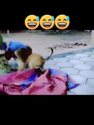 A post by @monkeyhaohai on TikTok caption: ##monkey#monkeysoftiktok #catstagram ##Love#cute #of #pet #catlover #kitty #kitten #pets #animals #animal #meow #bhfyp