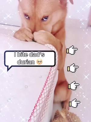 A post by @dogbop0 on TikTok caption: #dog #cat #pet #cute #foryou