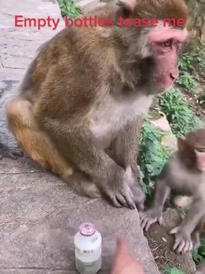 A post by @monkeyhaohai on TikTok caption: ##monkey#monkeys#catstagramies  ##Love#cute #of #pet #catlover #kitty #kitten #pets #animals #animal #meow #bhfyp