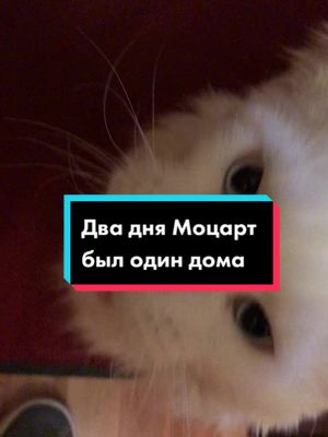 A post by @white_mozart on TikTok caption: Очень соскучился)не отходил ни на шаг #whitemozart #top #best #cat #rec #рек #врек #втоп #топ #моцарт #мейнкун #прикол #соскучился #мимими #топчик