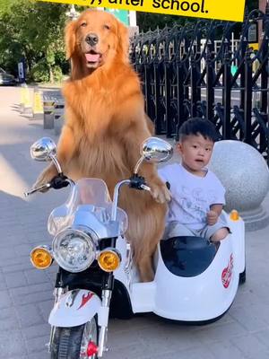 A post by @pets_doggy on TikTok caption: Dogs actually drive themselves to kindergarten to pick up their babies from school#dog #fyp #pet #Love #cutepet