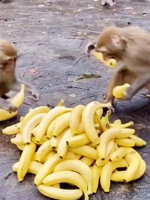 A post by @westriptimia45 on TikTok caption: #monkeyboy #monkeybaby #banana