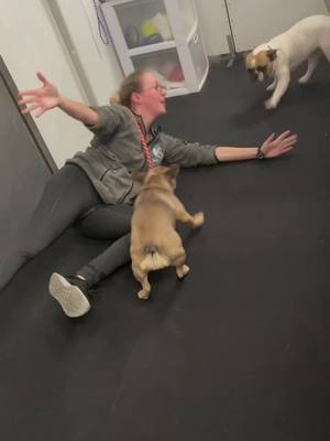 A post by @the_sandy_paws on TikTok caption: Some of the team taking a moment to have fun in daycare!! #dogdaycarelife #dogsoftiktok #doggydaycare #dogdaycaresoftiktok