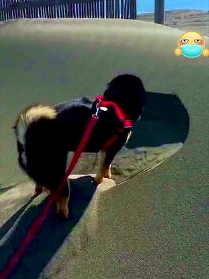 A post by @gggdddo on TikTok caption: #curiosity #fyo #foryou #animal  #dog