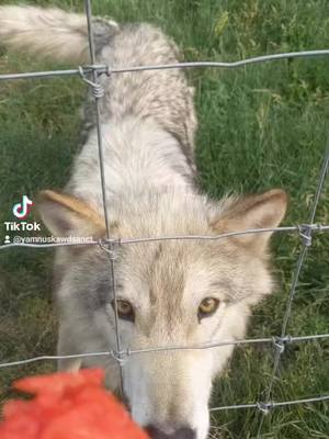 A post by @alllyyxx on TikTok caption: Officially created a TikTok for the Sanctuary! @yamnuskawdsanct #getoutside #tiktokcanada #fypシ #foryoupage #wolfdog #wolfdogsoftiktok #rescue