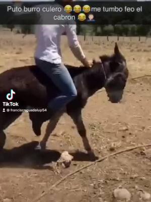 A post by @franciscoguadalup54 on TikTok caption: #fyp #viral #rancherohumilde #🤠🐎🐴