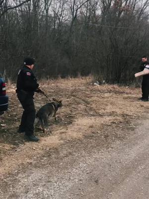 A post by @jdb433 on TikTok caption: K9 Kap doing his thing! #K9 #training #policek9 #thinblueline