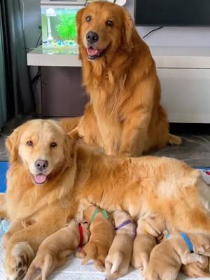 A post by @pets_doggy on TikTok caption: Dog mother just had a baby dog father all kinds of busy taking care of the wife and children in the month#dog #fyp #pet #funnydog