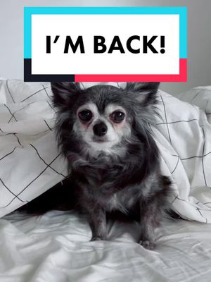 A post by @goblinsneststudios on TikTok caption: I’m back! #goblin #chihuahua #longhairedcbihuahua #dogsofttiktok #NeverStopExploring #aok #fyp #puppy #doggo #dog