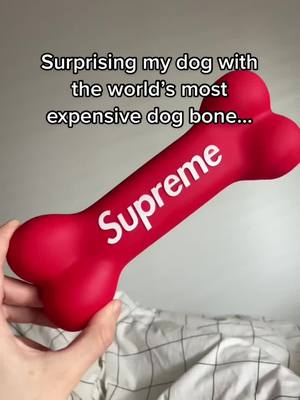 A post by @goblinsneststudios on TikTok caption: Would you let your dog play with it? #supreme #hypebeast #hypebeastcheck #fitcheck #chihuahua #doggo