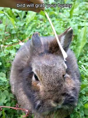 A post by @twohappybunnies on TikTok caption: 1o1 on how to keep your buns save ✨🍞 (not) #bunny #joke #animal #foryou #fyp