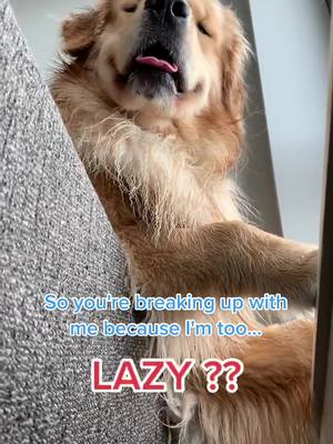 A post by @napathegolden on TikTok caption: I can't believe this #ChewyChattyPets #lazy #fypシ