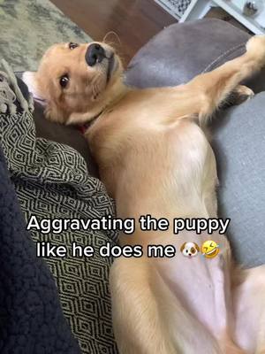 A post by @the_only_simon_says on TikTok caption: Puppy love #ChewyChattyPets #puppies #goldenretriever #petlovers #muhaha