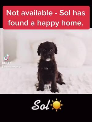 A post by @thelifeofppups on TikTok caption: #puppiesoftiktok #puppylove #thelifeofppups #notavailable #pitmixoftiktok #foryoupage❤️❤️ #boodle #puppy