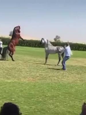 A post by @muhammad__18.3 on TikTok caption: #اكسبلور #خيل_عربي_اصيل #ماشاءالله