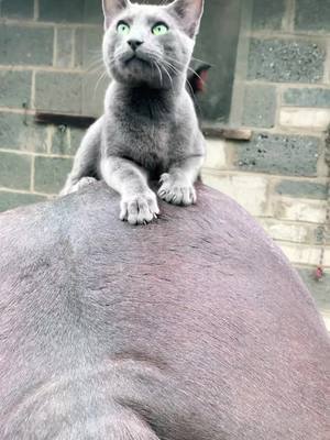 A post by @bobbishepherd on TikTok caption: Unusual friends -Womble and Jagger- #LetsGetBackOnTrack #cute #cat #kitten #horse #pony #bestfriend