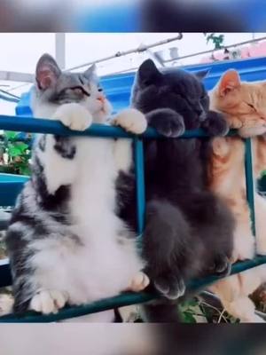 A post by @cooqi77 on TikTok caption: 🥰🥰🥰#cats#catlove #foryou