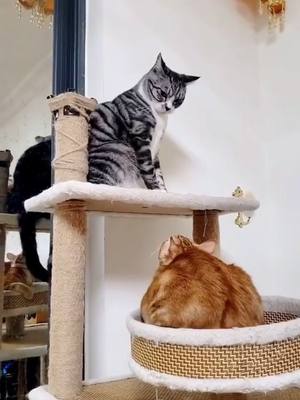 A post by @cc_caat on TikTok caption: cat vs cat#cute #pet #catlover #vs