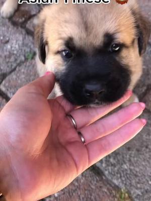 A post by @carmen_e_francesco on TikTok caption: Aslan 🦁 #cane #dog #canecorso #canemaremmano #amoreperglianimali #puppy #puppylove #puppydog #perte #neiperte #fyp #fy #parati