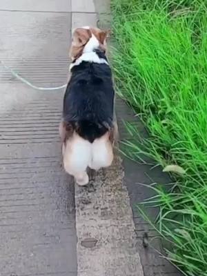 A post by @cute_corgi_ on TikTok caption: Plz follow me in a straight line😄#corgis #fyp #cute #corgilife