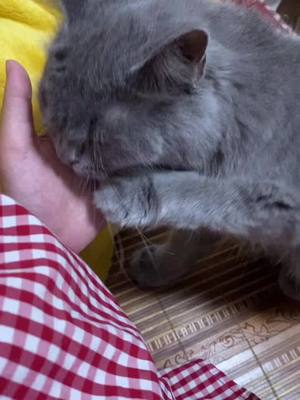 A post by @playingpets0 on TikTok caption: #cat #foryou #kittylove #clingy #cute