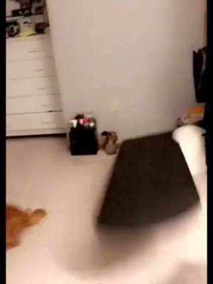 A post by @cc_caat on TikTok caption: Naughty dog#cute #naughty #doglove #dogsofttiktok