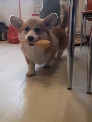 A post by @mason_corgi_dog on TikTok caption: #mason #corgi #dog #animals #корги #собака #щенок #puppy #chó