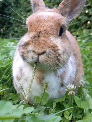 A post by @twohappybunnies on TikTok caption: junk or food is the real question here? 🤔 Lisa is a true advocate for healthy food I'd say 😂 #bunny #PetsOfTikTok #animals #fyp #foryoupage