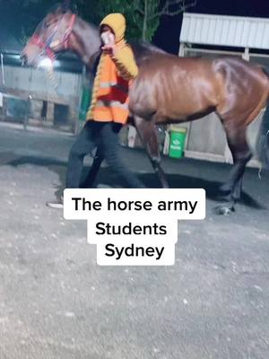 A post by @gouravbanwala9 on TikTok caption: Early morning work….#horse #work #fypシ #international #student #sydney #australia