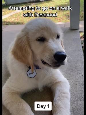 A post by @stace.pup on TikTok caption: Walking😾😾😾 chewing sticks😻😻😻 10 minutes for today ⏱ #goldenretriever #puppy #fyp