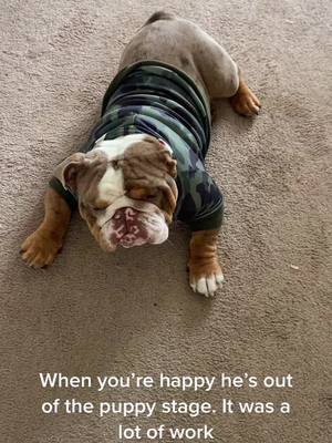 A post by @biggie_remi_bulldogs on TikTok caption: #fyp #englishbulldog #foryou #cute #puppy #DenimYourWay #katespadenyonthemove