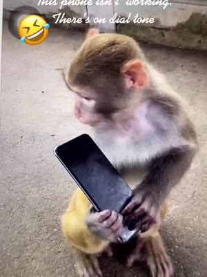 A post by @user5739123524987 on TikTok caption: #monkey #funny #lifeisgooddance #cute #phone