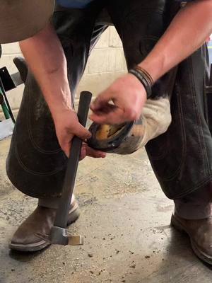 A post by @gunderson_forge on TikTok caption: #horse #horseshoeing #farrier #farriersoftiktok #farriersontiktok #texas #satisfying #farrierasmr #horsetiktok #horsetok #farmtok #farmasmr