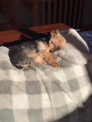 A post by @just.a.pup_bruno on TikTok caption: Sleepy head😜 #yorkiesoftiktok #sleep #fypシ #yorkiemom