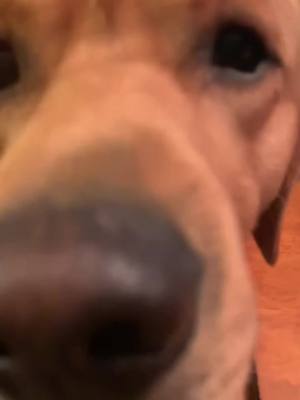 A post by @rugerdunkin on TikTok caption: Anyone else’s dog act like a human #dogsofttiktok #redlab