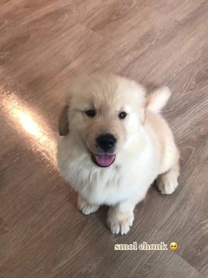 A post by @mjthefloof on TikTok caption: my whole heart 🤍#fyp#foryou#puppy#goldenretriever#goldensoftiktok#dogsoftiktok#goldenpuppy