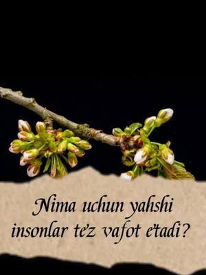 A post by @abduqodir_sobirov on TikTok caption: Nima uchun yaxshi insonlar tez vafot etib ketadi? @marimoloko (manba: tg/qalbdavosi)