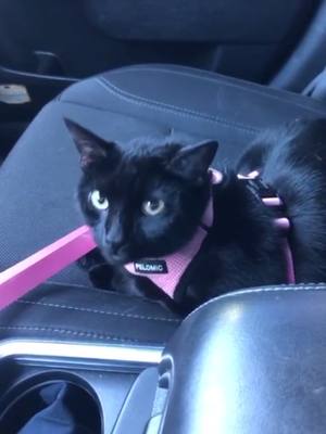 A post by @cjcollins51 on TikTok caption: Her name is candy. And she likes car rides #cat #car