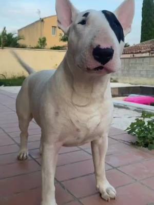 A post by @pet_cute_633 on TikTok caption: #cutedog #bullterrier #cooldog #foryourpage #doglove