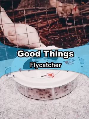 A post by @i.goodthings on TikTok caption: With this flycatcher,there will be no flies in your house.#goodthings #easylife