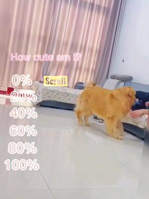 A post by @cutedogs_godloves on TikTok caption: #dogtiktok #cutedog #dog #pet #foryou