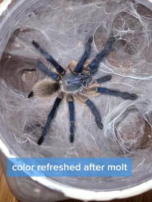 A post by @mmkexotics on TikTok caption: Monocentropus balfouri