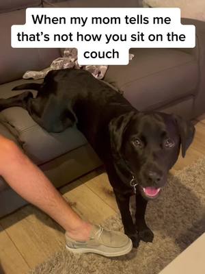 A post by @kylotheblacklab on TikTok caption: Kylo does what he wants 😂 #fyp #ShowYourGlow #36SecondsOfLightWork #labrador #dog #funny #foryoupage