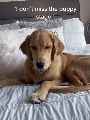 A post by @tobe_thegolden on TikTok caption: #sometimesallithinkaboutisyou #puppystage #fypシ #puppy #growingup #GlowUp