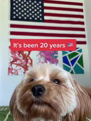 A post by @poppythepup_ on TikTok caption: #greenscreen it’s been 20 years now. You are never forgotten 🇺🇸 #fyp #foryou #america #wtc #911 #tragic #neverforget @America