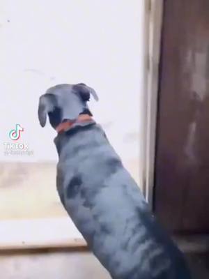 A post by @hudson2326 on TikTok caption: #doggielife🐕🦮🐕‍🦺